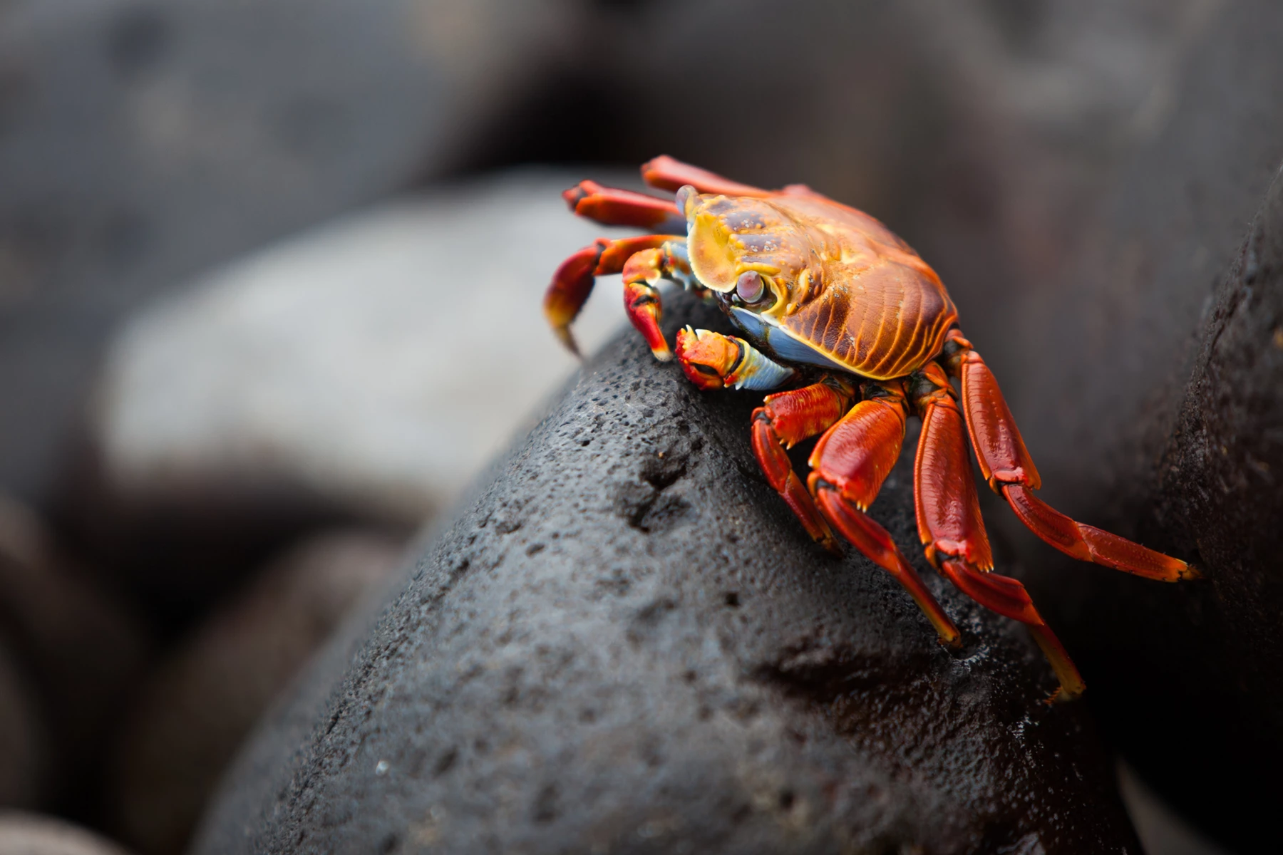 Colour photo of a red and black crab on a rock