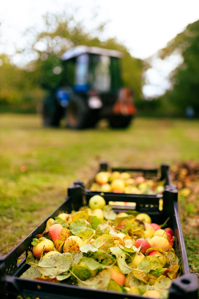 Colour photo of a basket of fruit