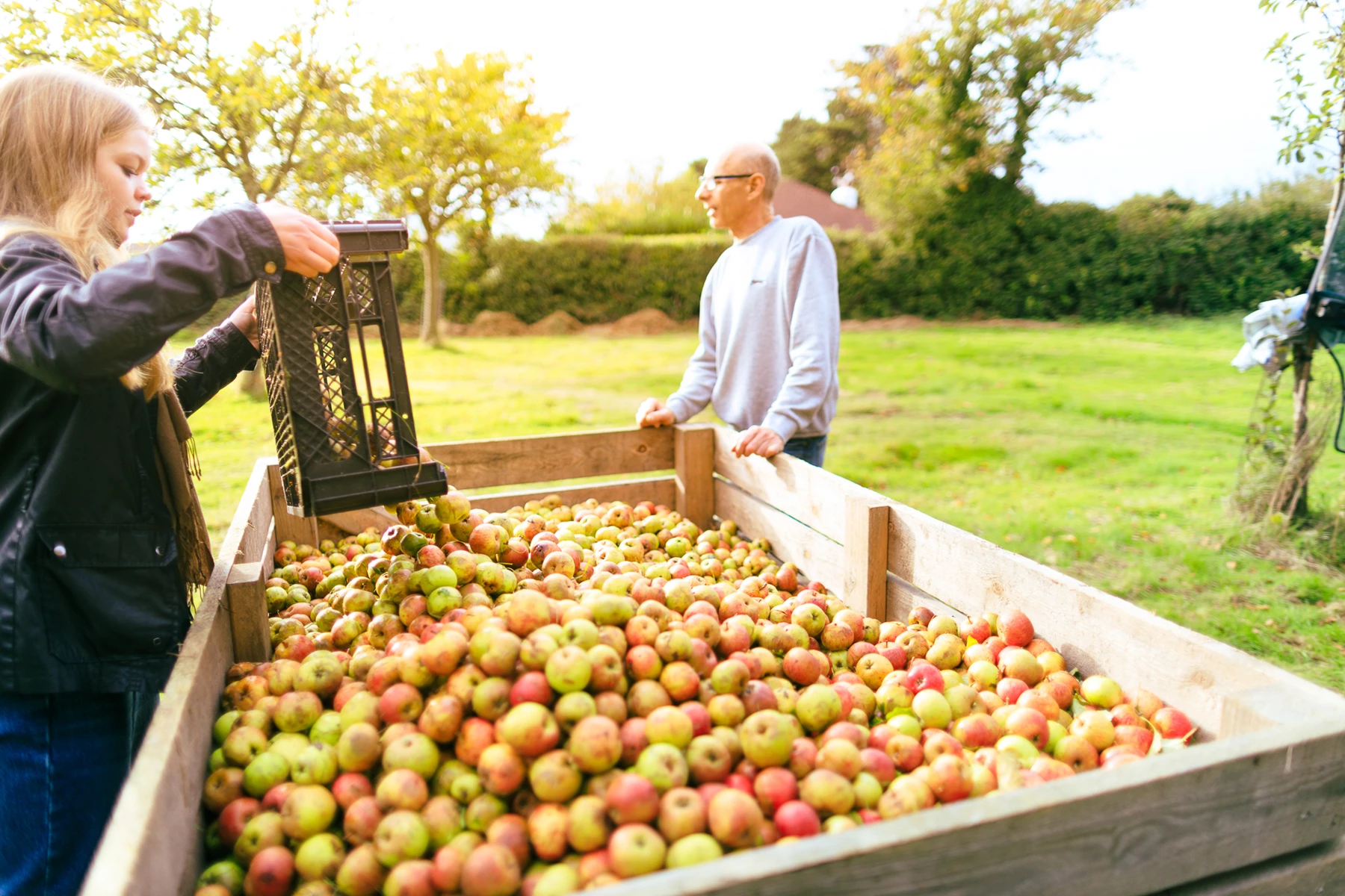 Colour photo of a man and a woman standing next to a table full of apples