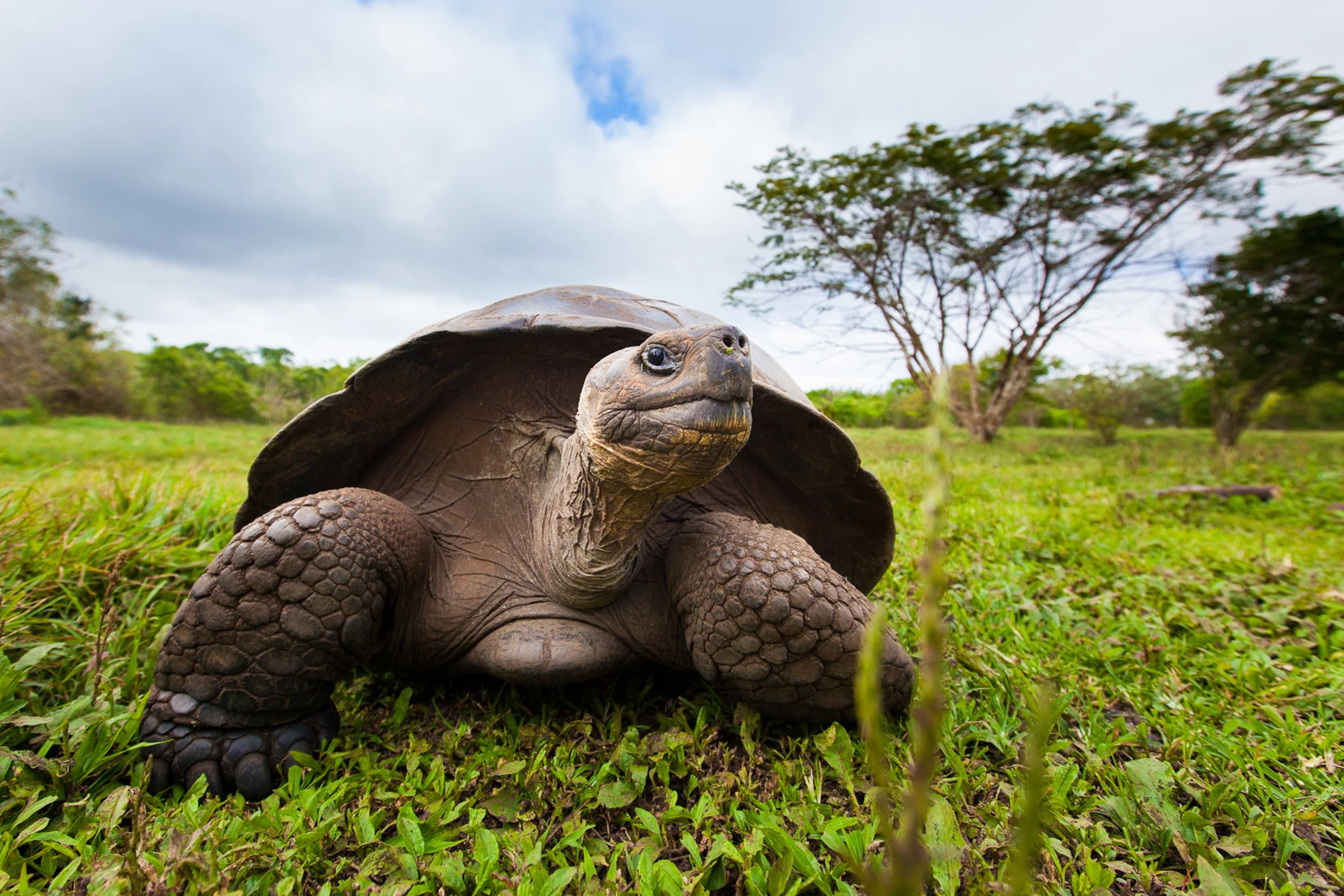 Colour photo of a tortoise in a grassy field