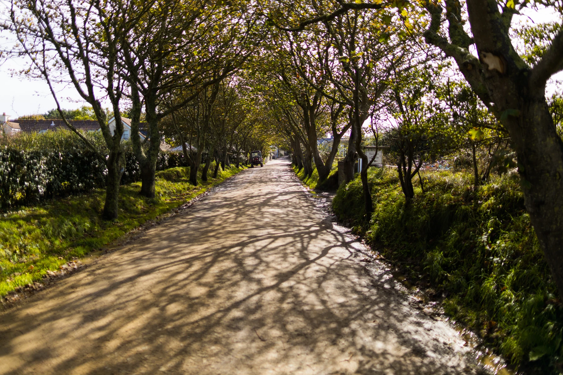 Colour photo of a road with trees on the side