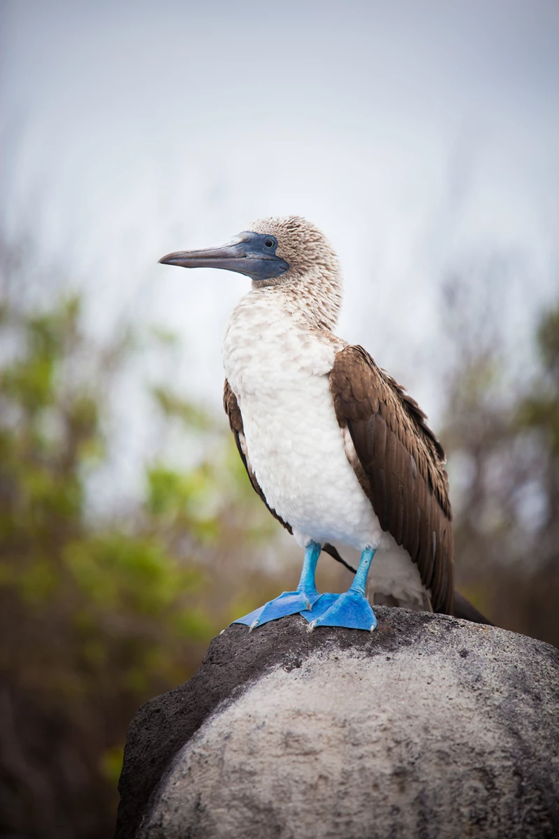 Colour photo of a bird sitting on a rock