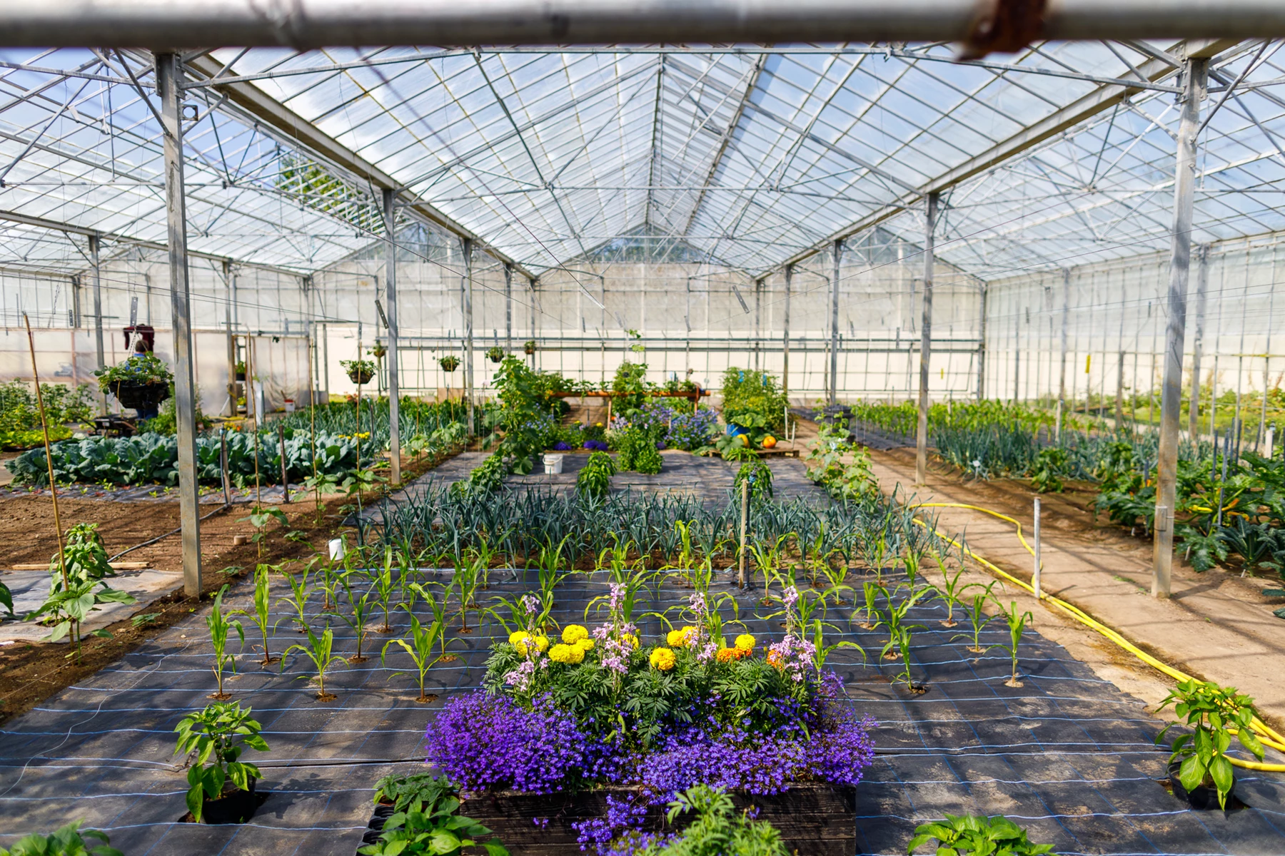 Colour photo of a greenhouse with plants and flowers