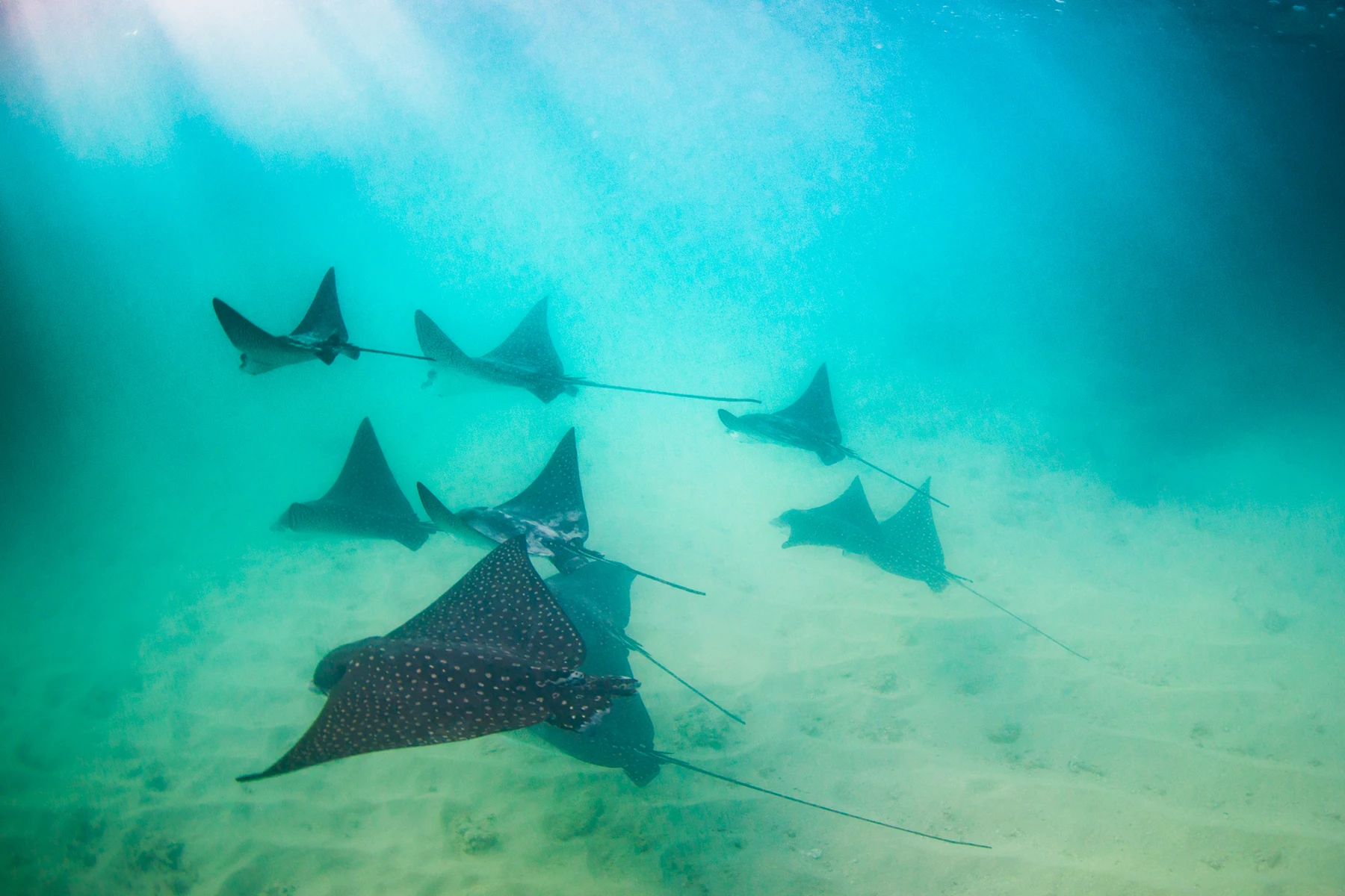Colour photo of a group of sharks swimming