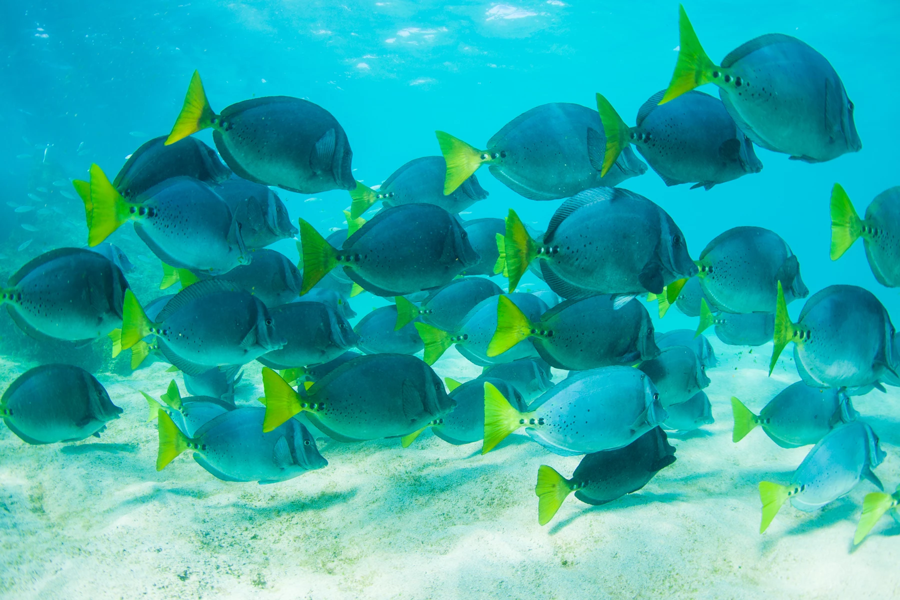 Colour photo of background pattern