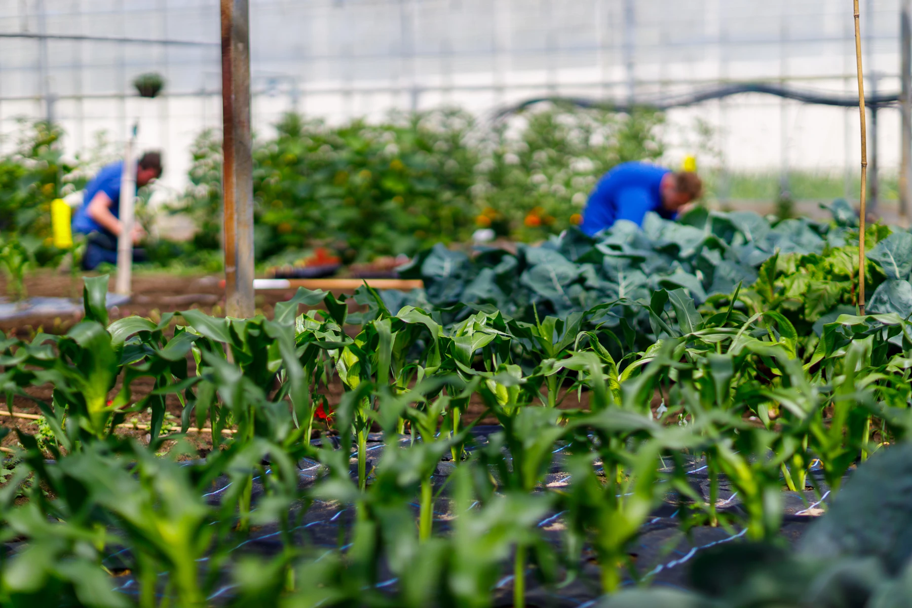Colour photo of people working in a garden