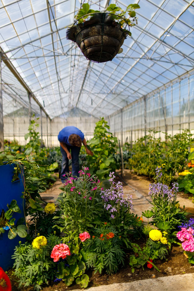 Colour photo of a person in a greenhouse