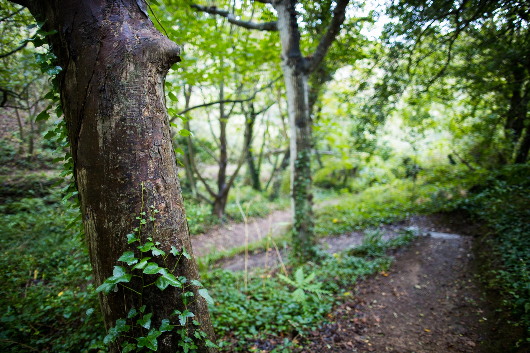 Colour photo of a path through a forest
