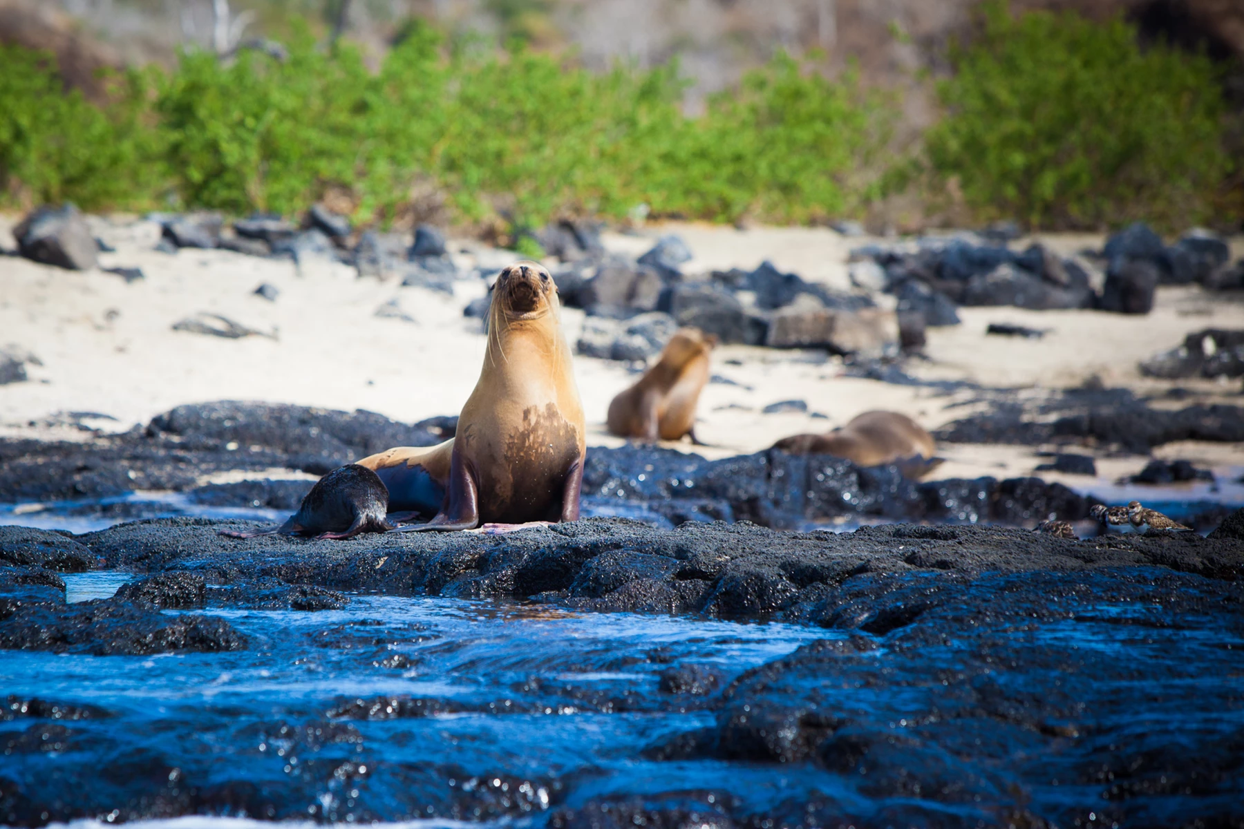Colour photo of a group of seals on a beach