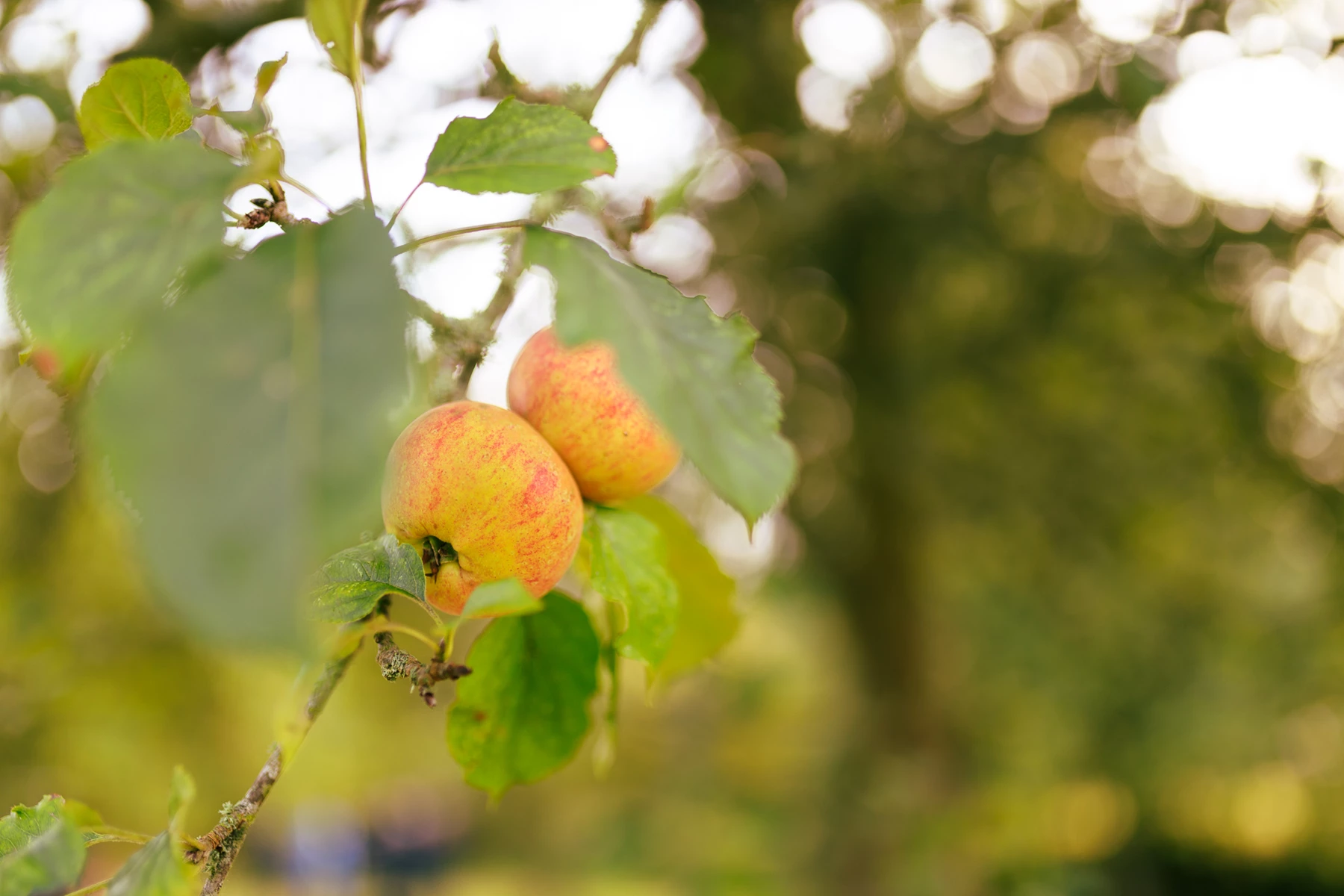 Colour photo of a close up of some fruit