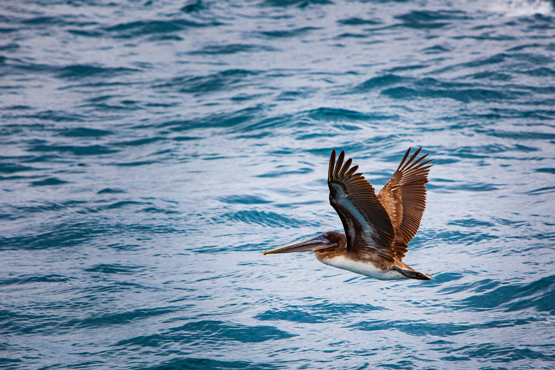 Colour photo of a bird flying over water