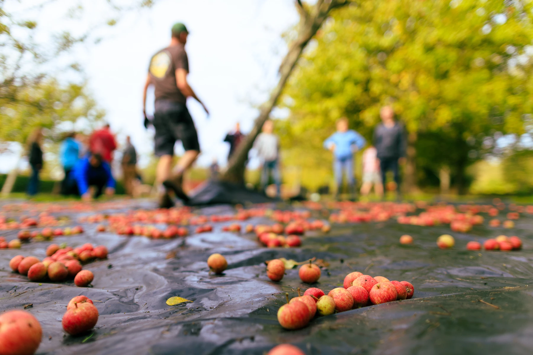 Colour photo of a group of people walking on a path with fruits on it