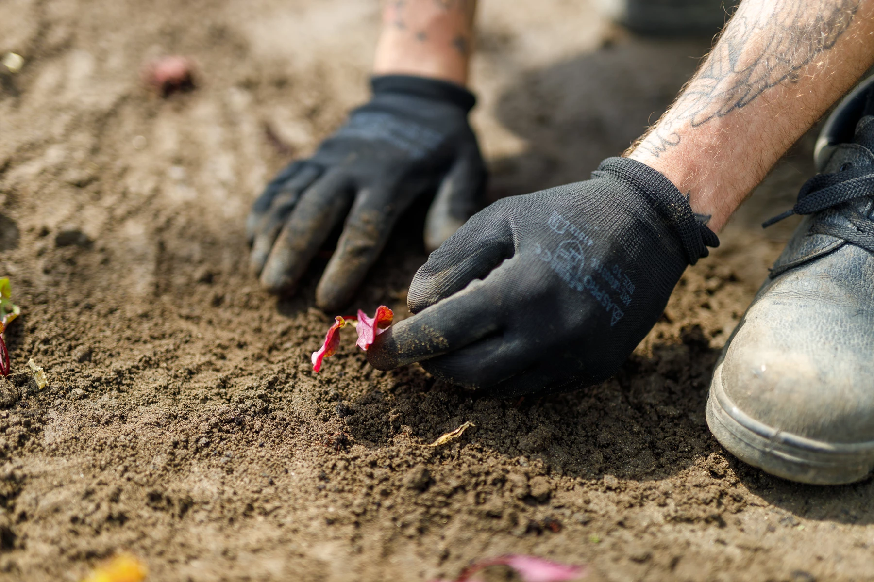 Colour photo of a person digging in the dirt