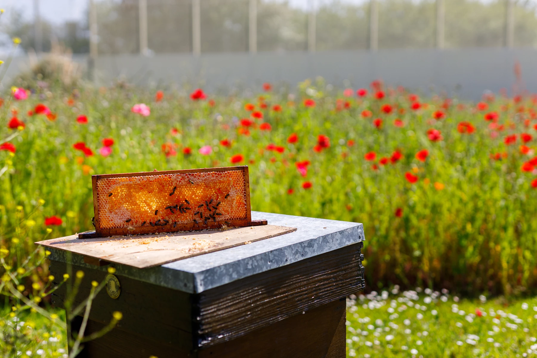 Colour photo of a field of flowers