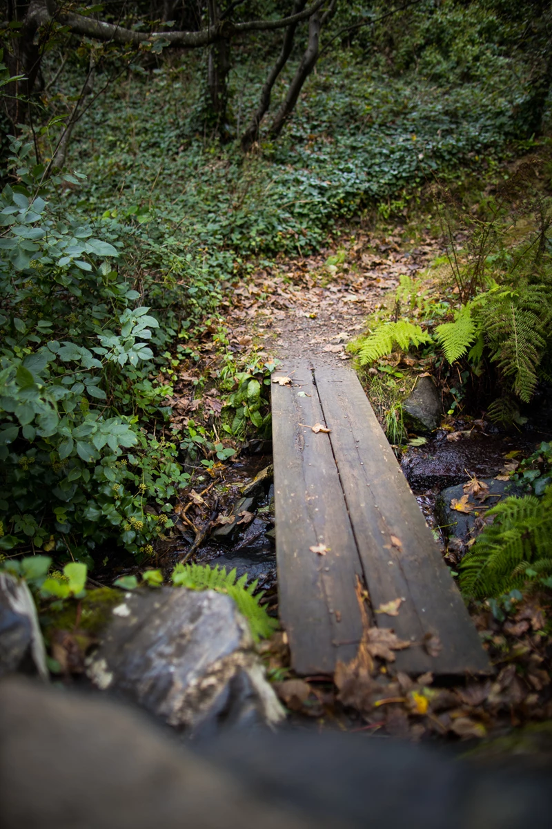 Colour photo of a wooden bench in a forest