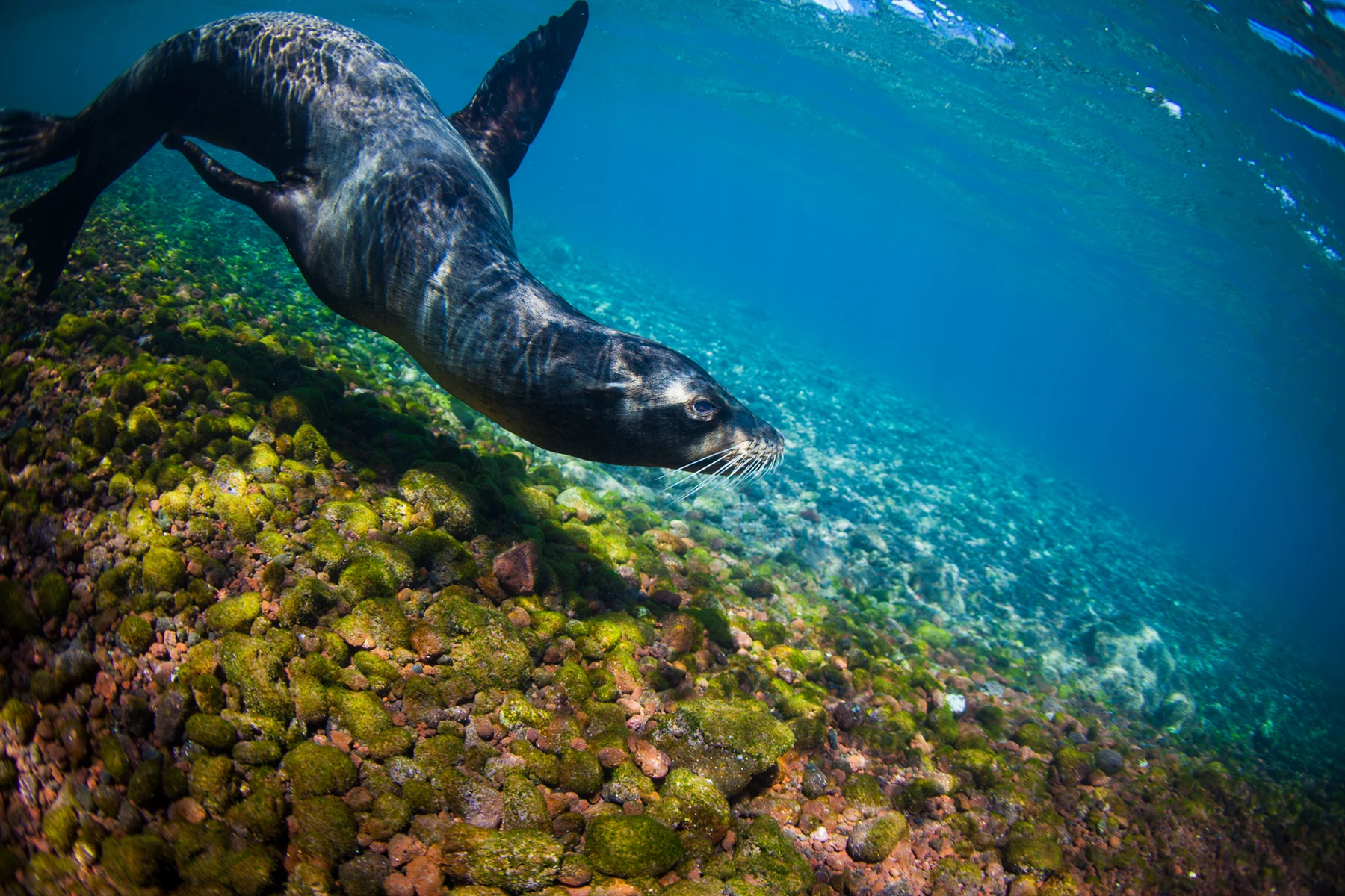 Colour photo of a fish swimming in the water