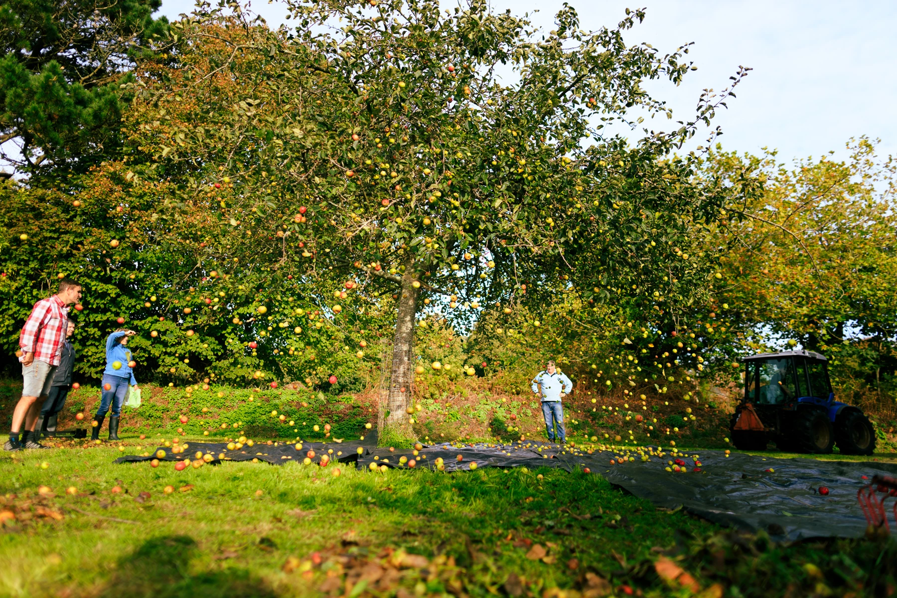 Colour photo of a group of people standing next to a tree with a tractor