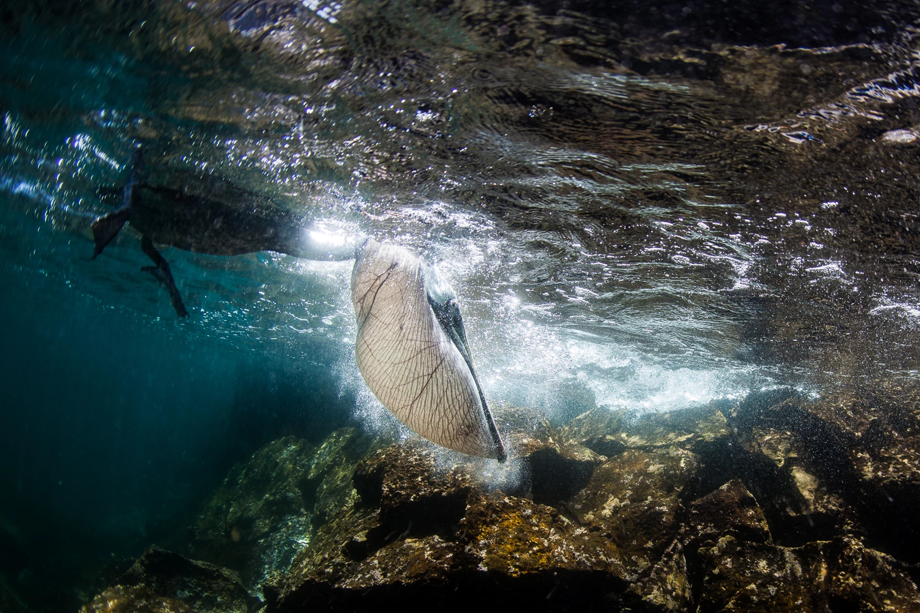 Colour photo of a sea animal swimming in the water