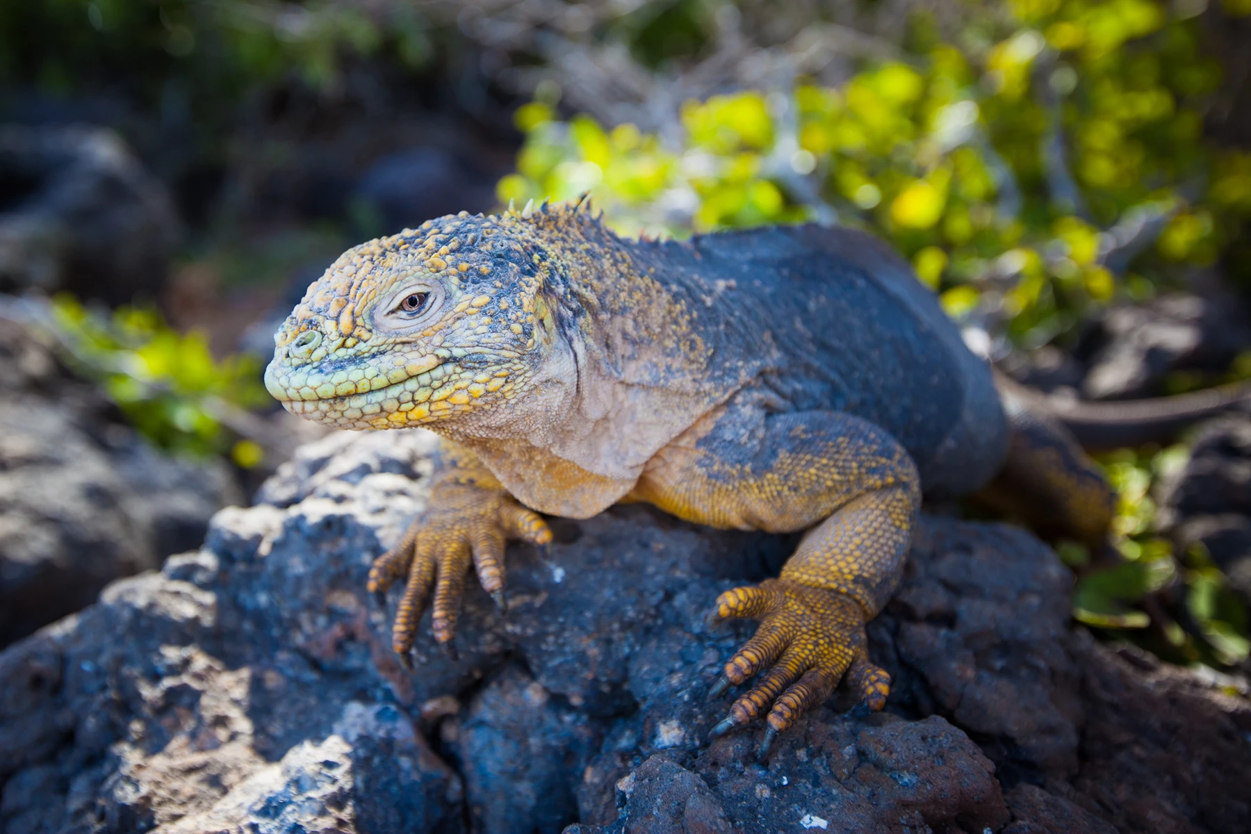 Colour photo of a lizard on a rock