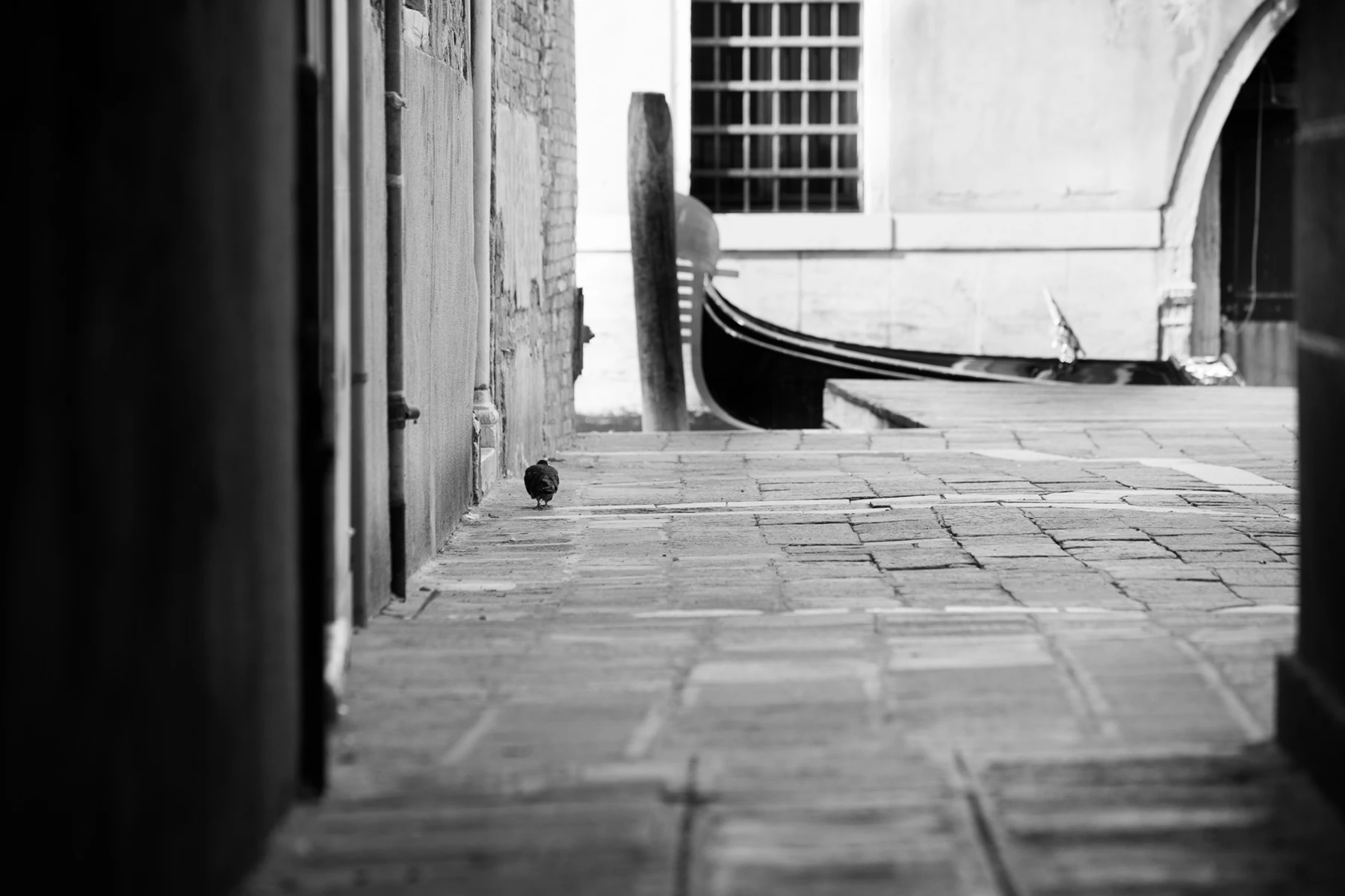 Black & white photo of a bird sitting on a brick walkway