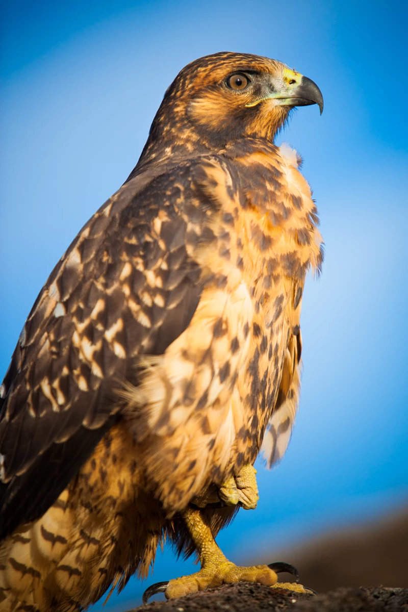 Colour photo of a brown and black bird