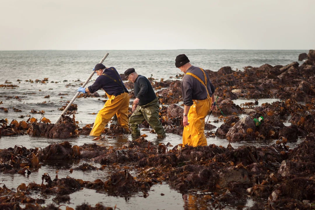 Colour photo of men digging in the mud
