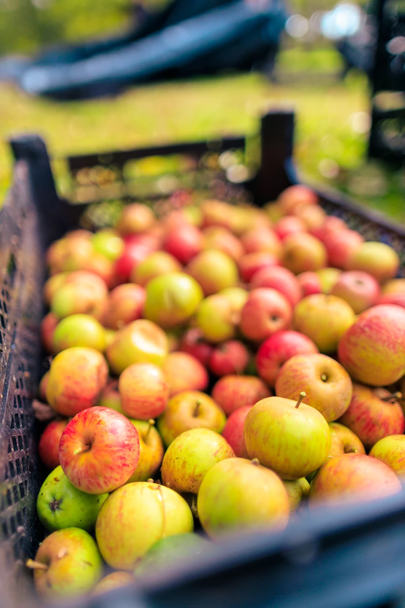 Colour photo of apples in a basket