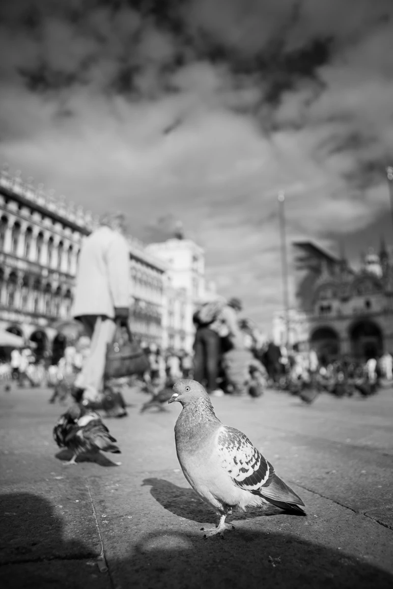 Black & white photo of a pigeon on a sidewalk