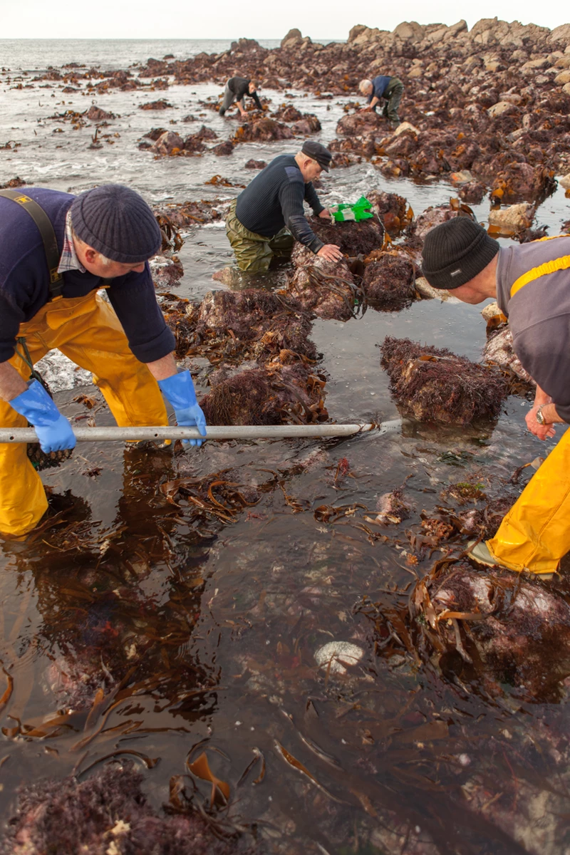 Colour photo of a group of people digging in the mud