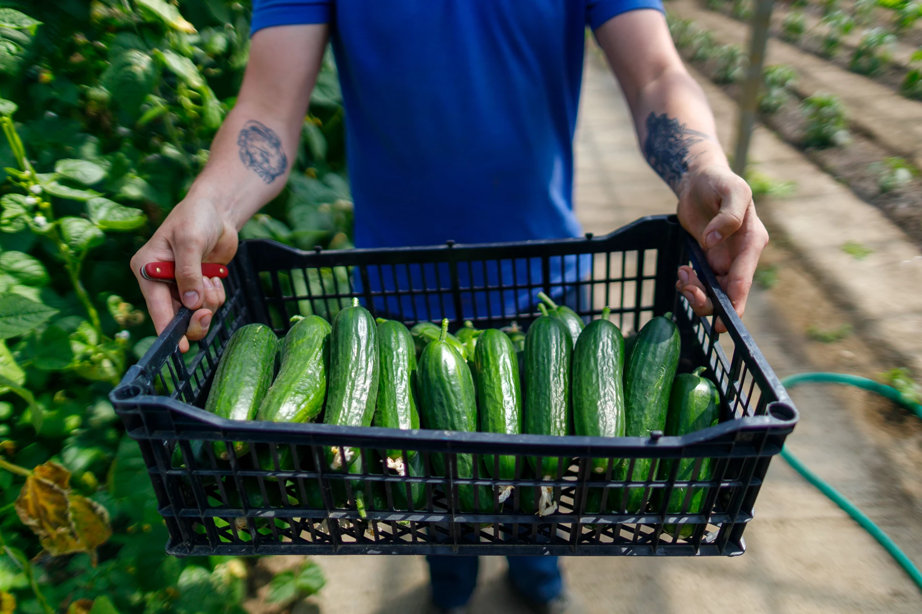 Colour photo of a person cutting cucumbers