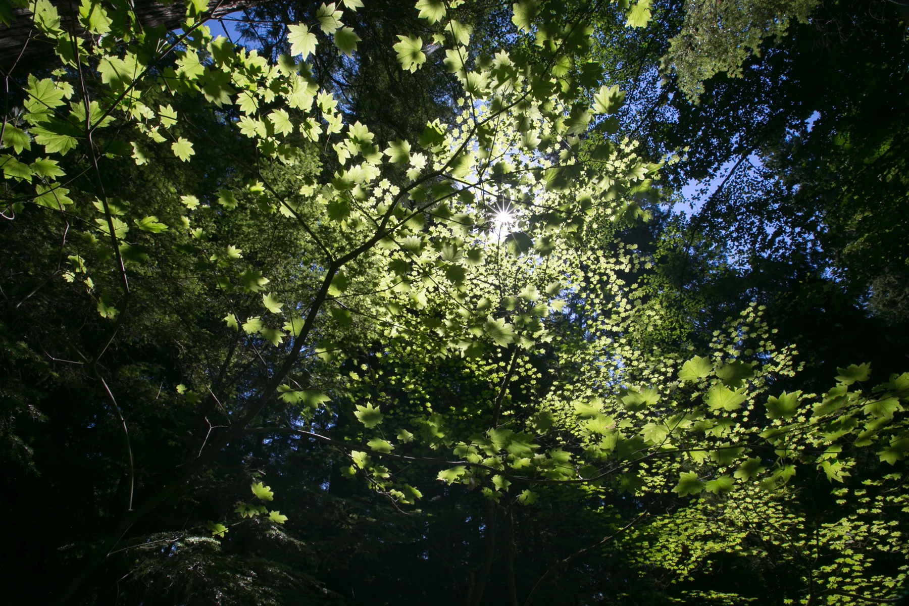 Colour photo of a tree with leaves