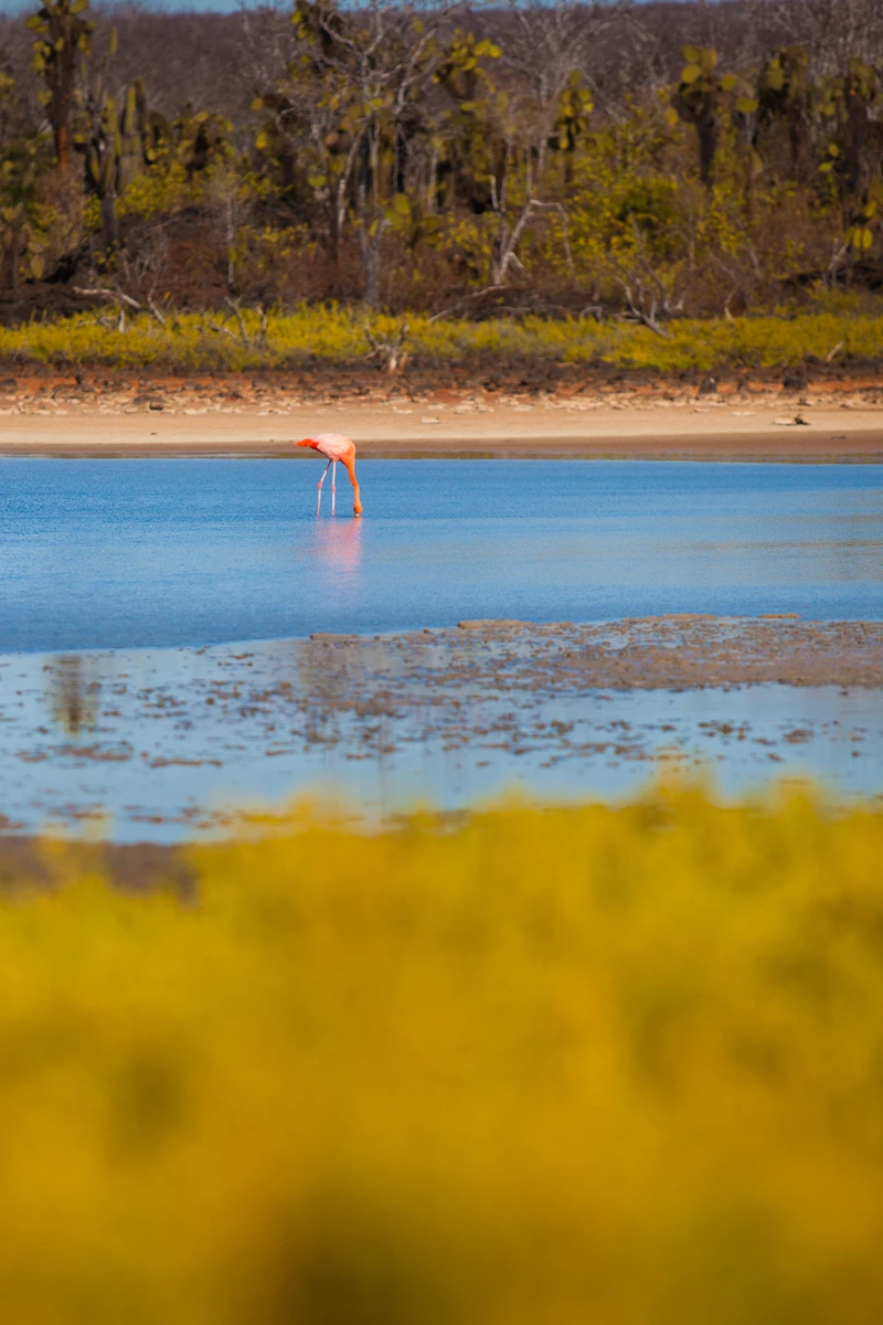 Colour photo of a flamingo standing in water