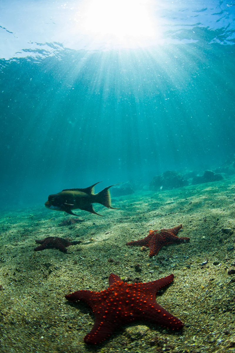 Colour photo of a group of fish swimming in the ocean