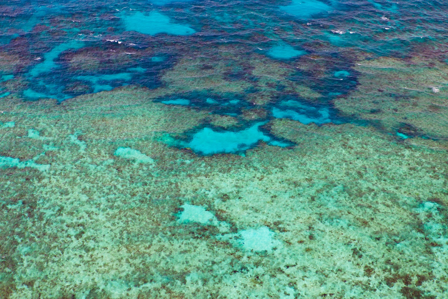 Colour photo of fish swimming in the water