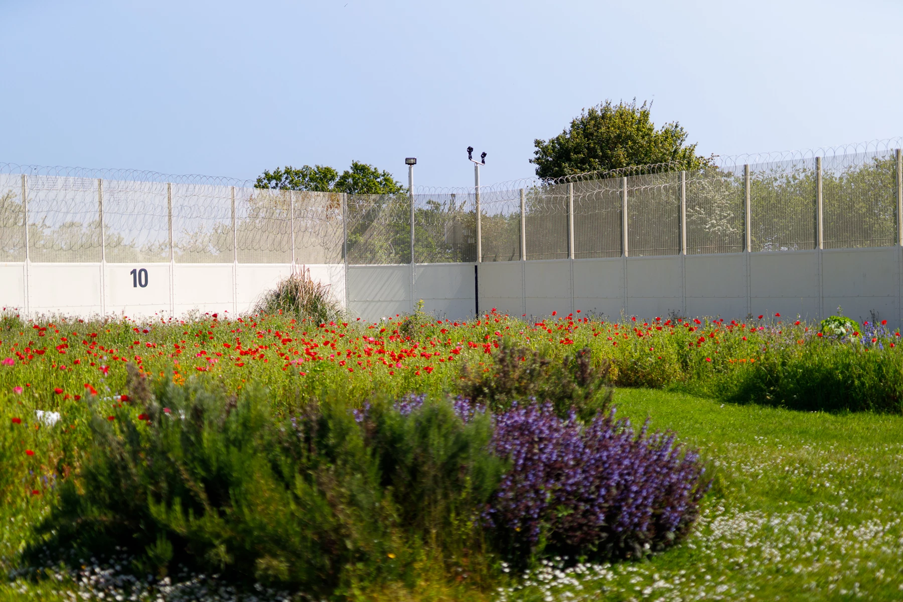 Colour photo of a garden with flowers