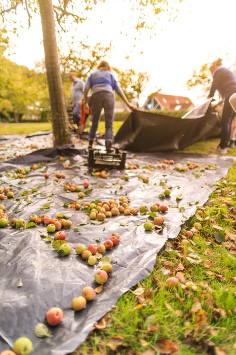 Colour photo of a group of people working in a garden