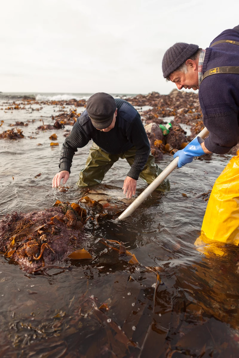 Colour photo of men digging in the mud