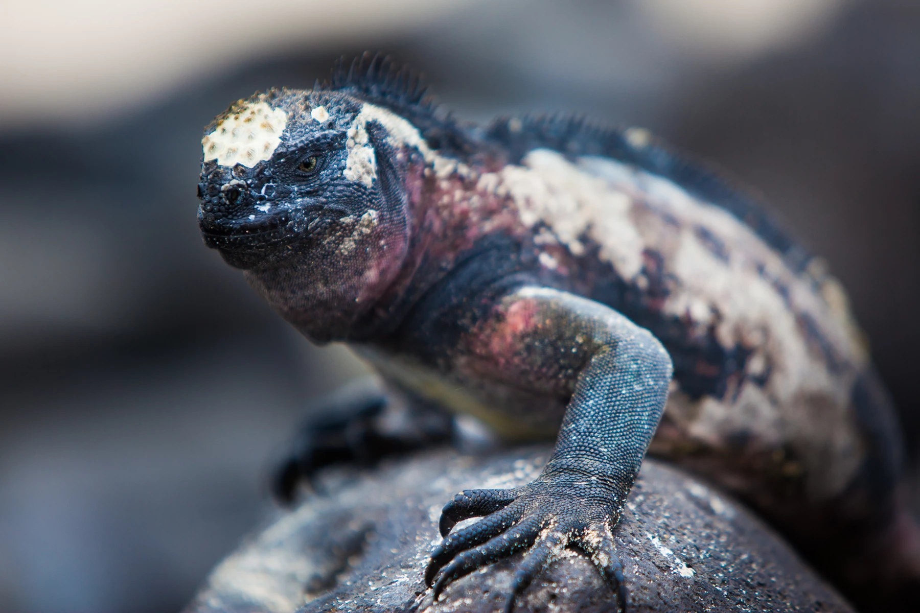 Colour photo of a lizard on a rock