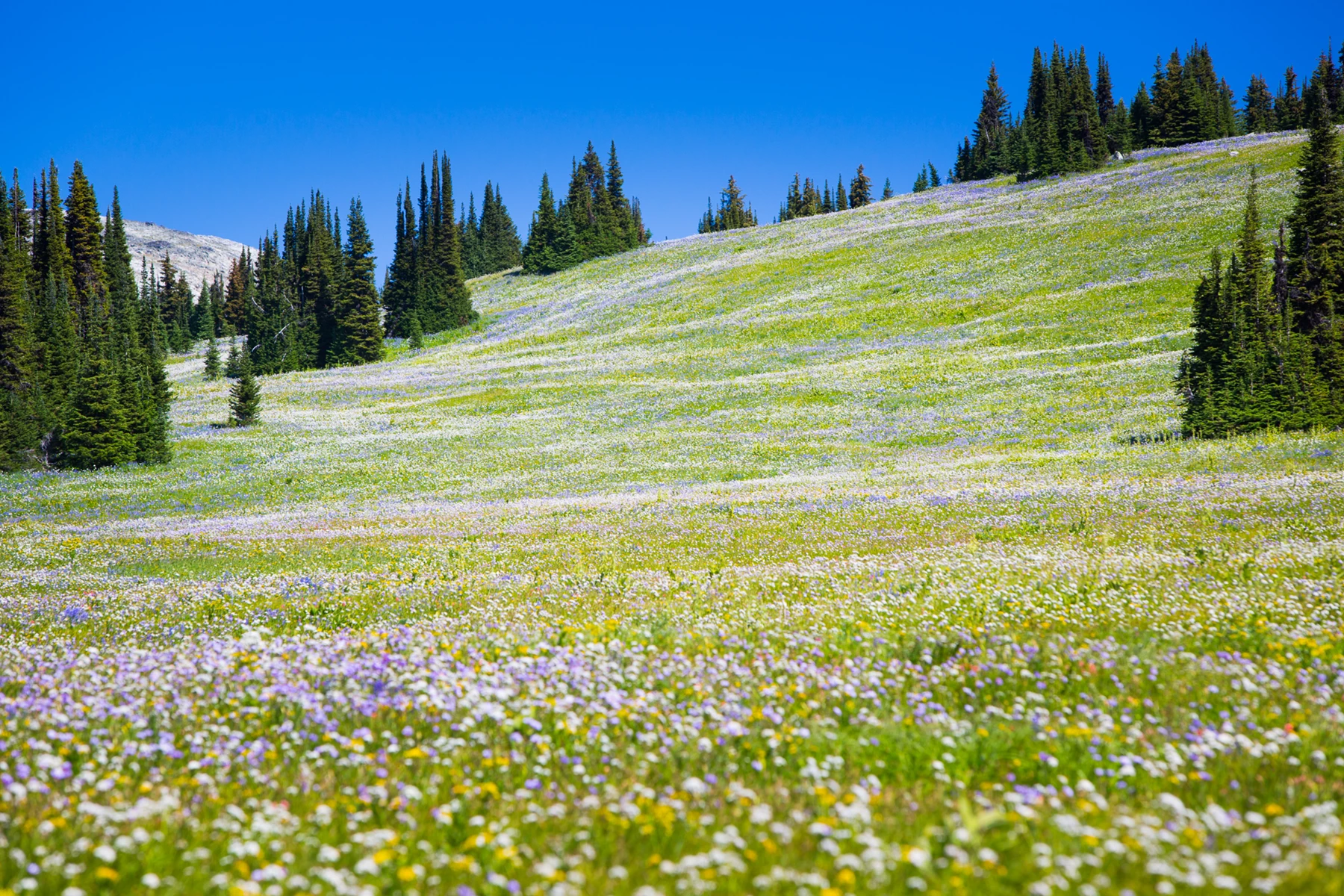 Colour photo of a field of flowers with trees in the background
